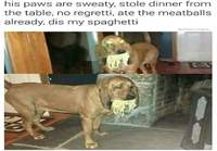 Koira spaghettivarkaissa