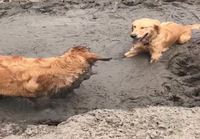 Cooper tykkää mudasta