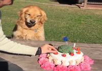 Koiran syntymäpäiväkakku