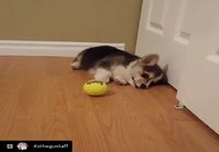Höpsö koiranpentu leikkii pallolla