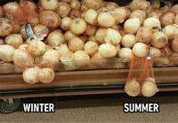 Sipulit kesällä ja talvella