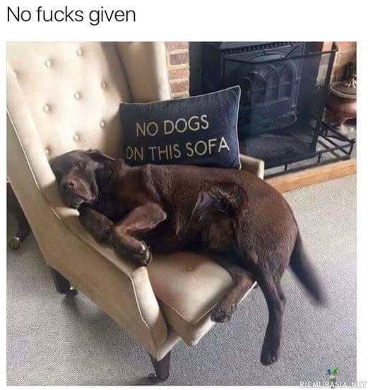 Koiraa ei kiinnosta