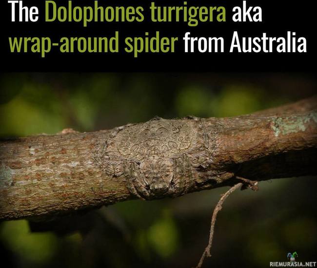 Oksahämähäkki - Australiassa oksatkin voi olla hämähäkkien hengailumestoja