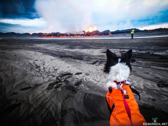 Koira ihailee tulivuoren purkausta