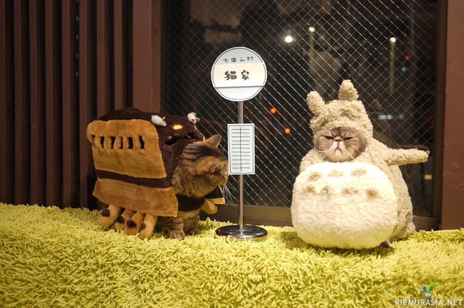 Kissojen Cosplayt - Teemana &quot;Naapurini Totoro&quot;