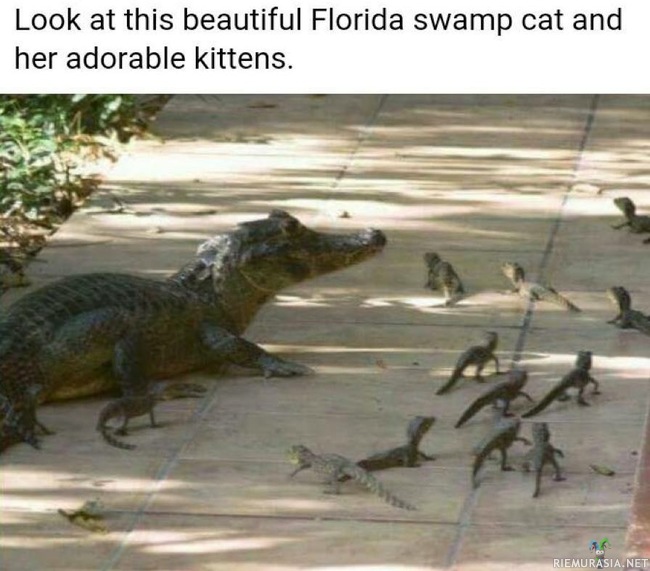 Floridalainen kissaemo - Pentujensa kanssa