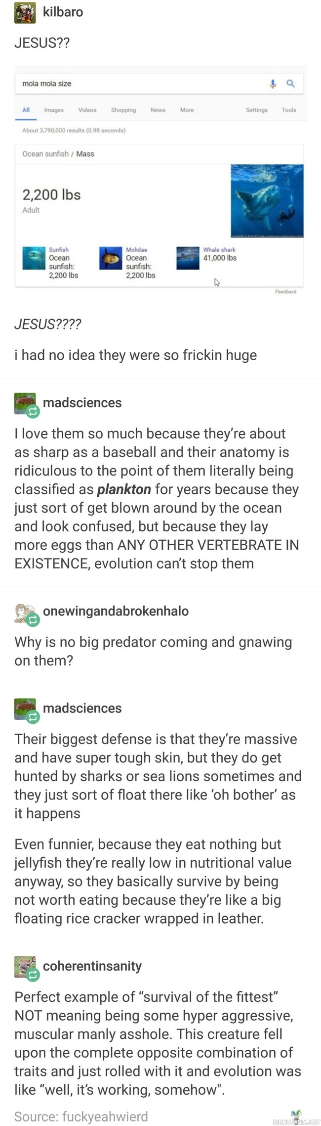 Möhkäkala - Merten iso mutta typerä evoluution tuotos