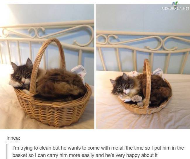 Siivoaminen kissan kanssa - Konstit on monet