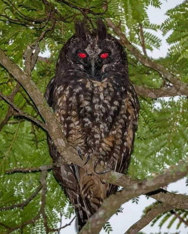 Häijyn näköinen pöllö - Tummasarvipöllö (stygian owl) Tuo kyseinen yksilö syö varmaan sieluja ruuakseen 