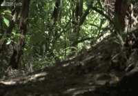 Lentökyvytön kakapo