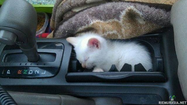 Kitty holder - Taattua stressinlievitystä autolla ajamiseen