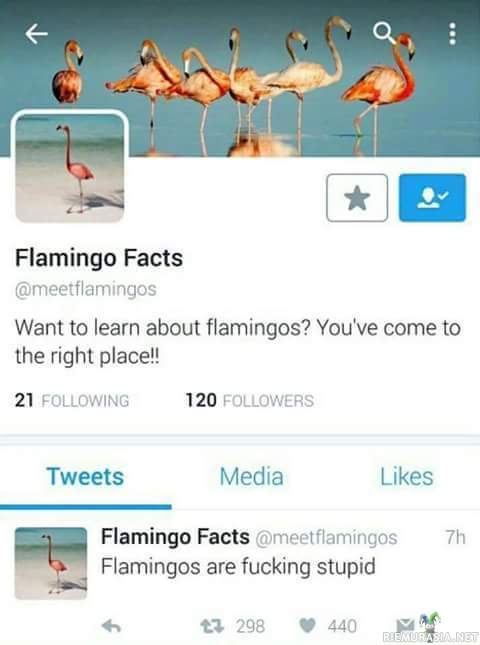 Faktoja flamingoista