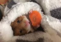 Hamsteri syömässä peiton alla