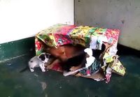 Koira hoitaa kissanpentuja