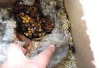 Mehiläispesän tonkimista paljain käsin