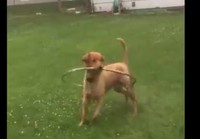 Koira leikkii hularenkaalla