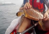 Kilpikonnan pelastus