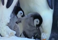Pingviini-iskän poikasta kiusataan