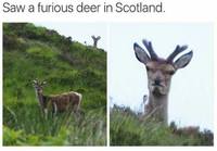 Skotlantilainen peura