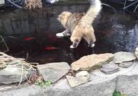 Kissa jahtaa kaloja jään päällä