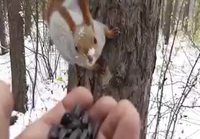 Metsän eläimet syö kädestä