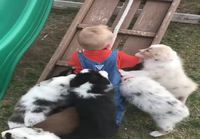 Lapsi yrittää paeta koiralaumaa