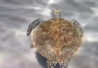 Merikilpikonna uiskentelee