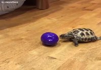 Kilpikonna tykkää leikkiä pallon kanssa