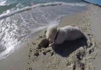 Koiranpentu ja aallot