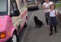 Koira jäätelöautolla
