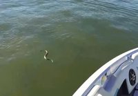 Käärme hyökkää veneen kimppuun