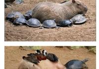Capybarat ja muut eläimet