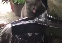 Kissa juomassa