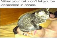 Kun kissa ei anna masentua rauhassa