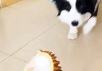 Koira haistaa durian-hedelmää