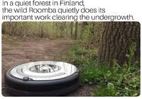 Suomen metsien kunnossapito