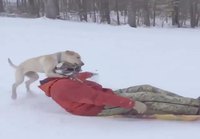 Koirat ja lumi