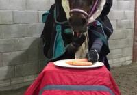 Hevosen ruokailuhetki