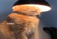 Kissan valaistuminen
