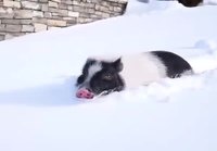 Possut iloitsee lumesta