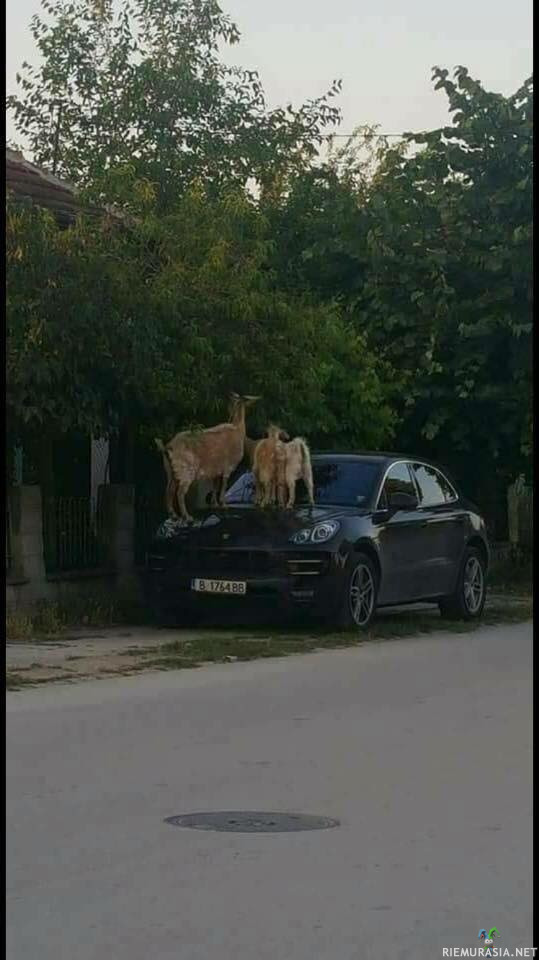 Sillä välin Bulgariassa