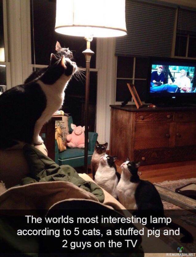 Maailman mielenkiintoisin lamppu