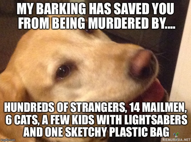 Koira on pelastanut moneen otteeseen