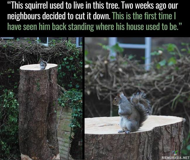 Oravan kotipuu kaadettiin - Orava ihmettelee mitä hänen kotipuulleen onkaan tapahtunut