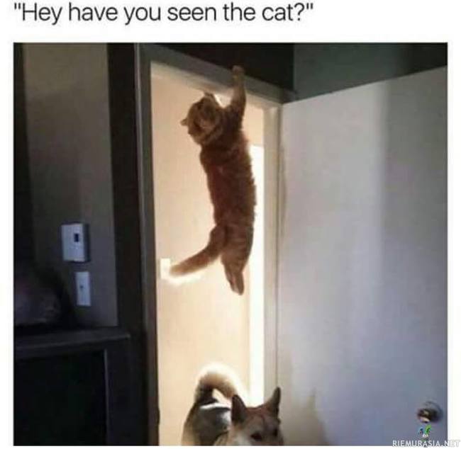 Kissa kateissa