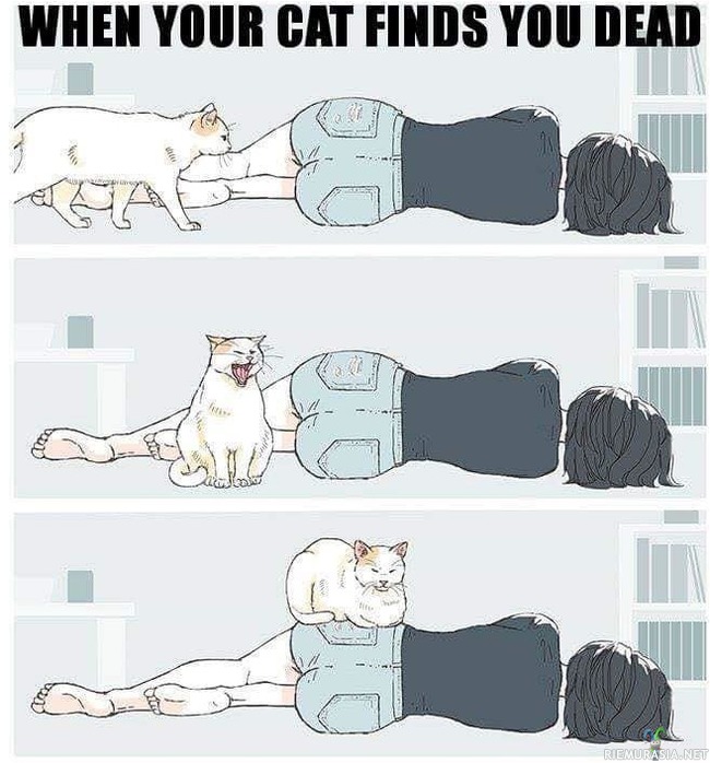 Kun kissasi löytää sinut kuolleena