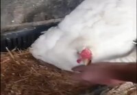 Kana hautomassa poikasia