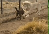 Leijonan ja koiran kohtaaminen
