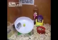 Hamsterit pyörii