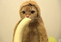 Kissa ja banaani